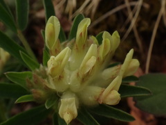 Anthyllis vulneraria carpatica