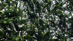 Ulva rigida