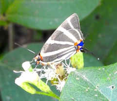 Panthiades bathildis