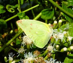 Aphrissa statira statira