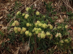 Anthyllis vulneraria carpatica