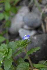 Veronica persica