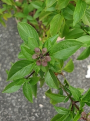 Ocimum