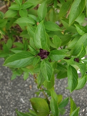 Ocimum