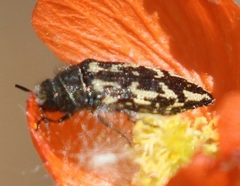 Acmaeodera cuneata