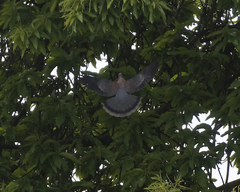 Patagioenas araucana
