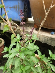 Ocimum