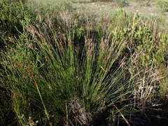 Schoenus graciliculmis