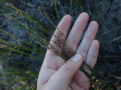 Schoenus graciliculmis