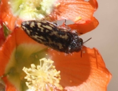 Acmaeodera sphaeralceae