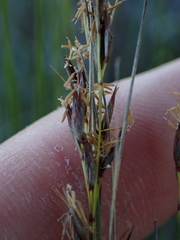 Schoenus graciliculmis