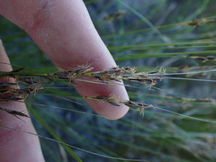 Schoenus graciliculmis