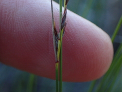 Schoenus graciliculmis