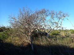 Sideroxylon inerme inerme
