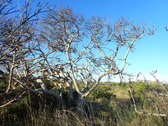 Sideroxylon inerme inerme