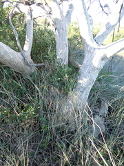 Sideroxylon inerme inerme