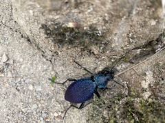 Carabus scabrosus