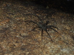 Pardosa sumatrana