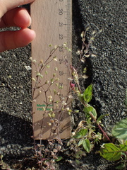 Arenaria serpyllifolia