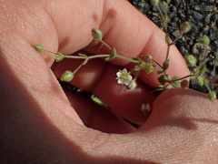 Arenaria serpyllifolia