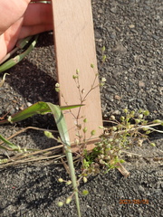 Arenaria serpyllifolia