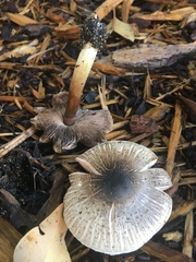 Agaricus rotalis