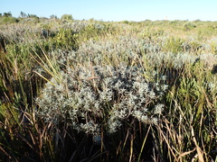 Achyranthemum argenteum