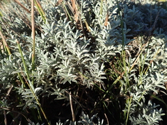 Achyranthemum argenteum