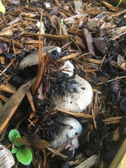 Agaricus rotalis