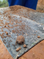 Breviceps