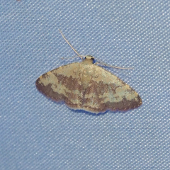 Idaea vacillata