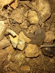 Breviceps