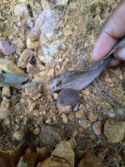 Breviceps