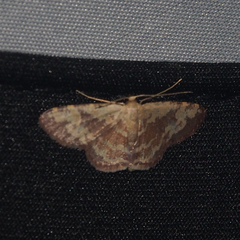 Idaea vacillata