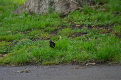 Sturnus vulgaris
