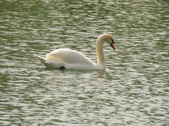 Cygnus olor