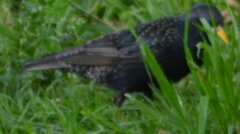 Sturnus vulgaris