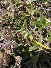 Micrommata virescens