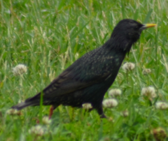 Sturnus vulgaris