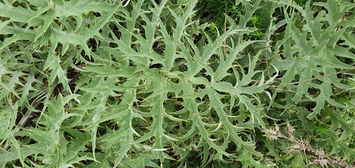 Cynara cardunculus subsp. cardunculus image