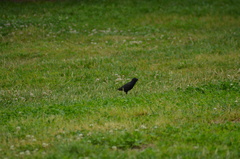 Sturnus vulgaris