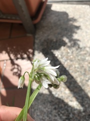 Allium triquetrum