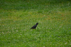 Sturnus vulgaris