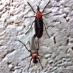 Dilophus pectoralis