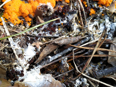 Pseudombrophila guldeniae