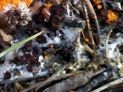 Pseudombrophila guldeniae