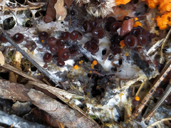 Pseudombrophila guldeniae