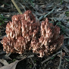 Ramaria botrytoides