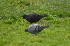 Columba livia domestica