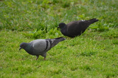 Columba livia domestica